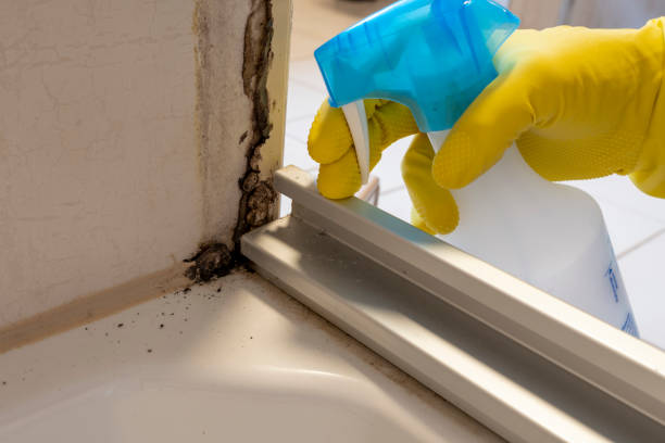 Best Mold Cleaning Services  in USA